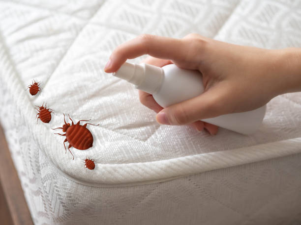Best Insect Control  in Independence, KS
