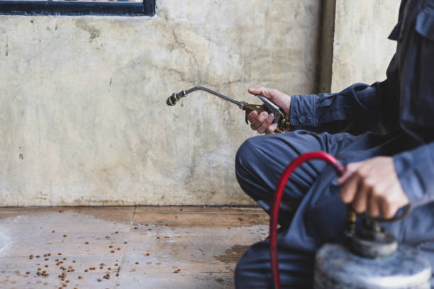Best Wasp Removal Services  in Independence, KS